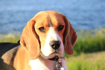 Image showing Young female beagle