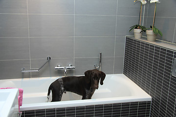 Image showing German shorthaired pointer in a bathtub