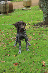 Image showing German Shorthaired Pointer