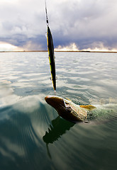 Image showing Last catch