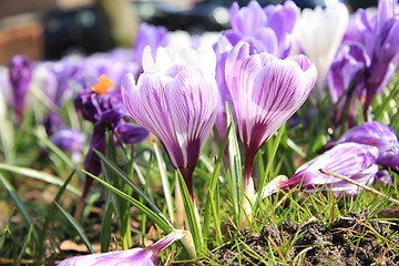 Image showing Purple and white crocuses