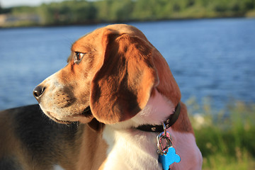 Image showing Young female beagle