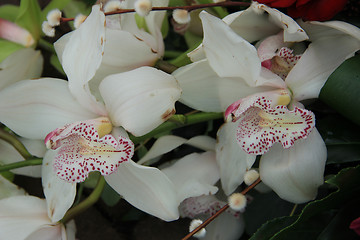 Image showing White cymbidium orchids