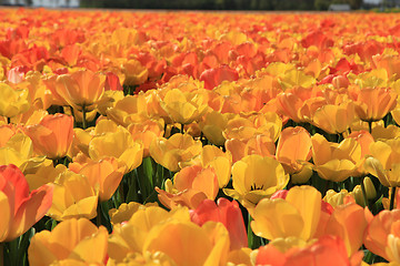 Image showing Yellow and orange tulips