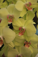 Image showing Phalaenopsis orchid