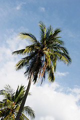 Image showing Coconut trees