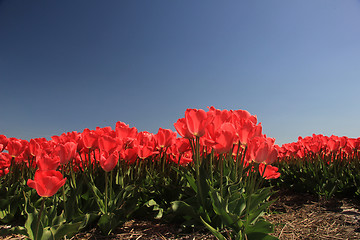 Image showing Pink tulips growing on a fiield