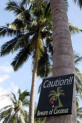 Image showing Falling coconuts warning