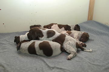 Image showing German Shorthaired Pointer puppies