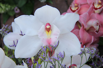 Image showing White cymbidium orchid