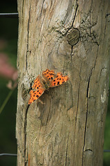 Image showing Comma Butterfly