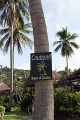 Image showing Coconut trees