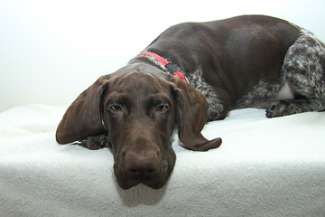 Image showing German Shorthaired Pointer puppy