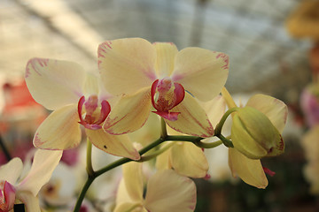 Image showing Phalaenopsis orchid