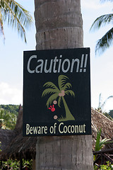 Image showing Coconut tree