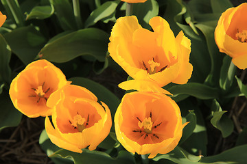 Image showing yellow tulips in a field