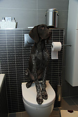 Image showing Pointer potty training