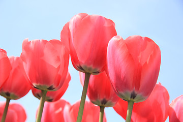 Image showing Pink tulips