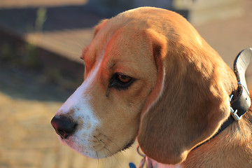 Image showing Young female beagle