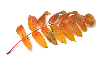Image showing Autumn rowan leaf