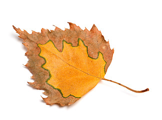 Image showing Autumn birch leaf isolated on white background