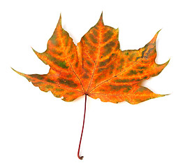 Image showing Autumnal multicolor maple-leaf