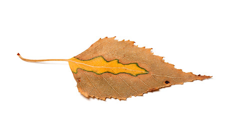Image showing Dry yellowed autumn leaf of birch