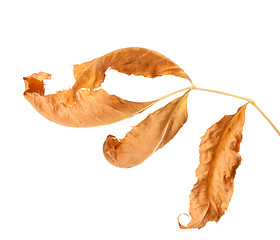 Image showing Dried ash-tree leaf