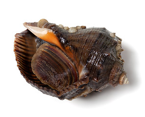 Image showing Veined rapa whelk on white background