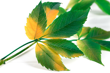 Image showing Multicolor grapes leaves (Parthenocissus quinquefolia foliage)