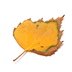 Image showing Dried autumn leaf of birch on white background