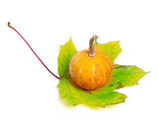 Image showing Small decorative pumpkin on yellowed maple-leaf