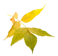 Image showing Yellowed autumn ash-tree leaves