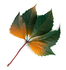 Image showing Multicolor autumnal virginia creeper leaf