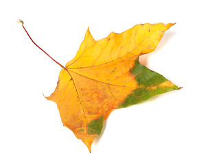 Image showing Autumn multicolor maple-leaf