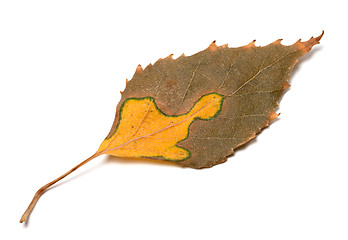 Image showing Multicolor autumn leaf of birch