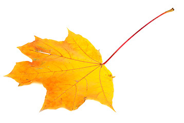 Image showing Orange autumn maple-leaf on white background
