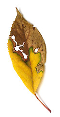 Image showing Dried autumn leaf with holes