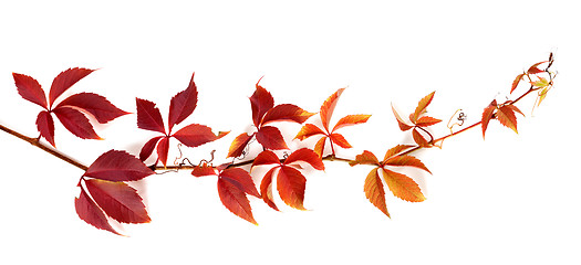 Image showing Twig of autumn grapes leaves