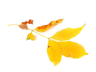 Image showing Dry yellow ash-tree leaves