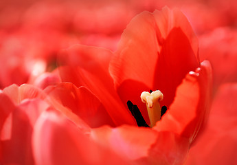 Image showing Beautiful red tulips background