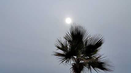 Image showing Palm tree against a cloudy sky with sun 