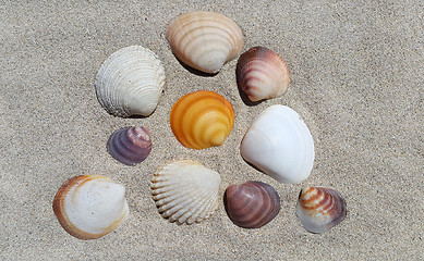 Image showing Sea shells on the sand 