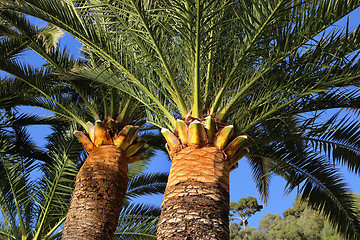 Image showing Palm trees 