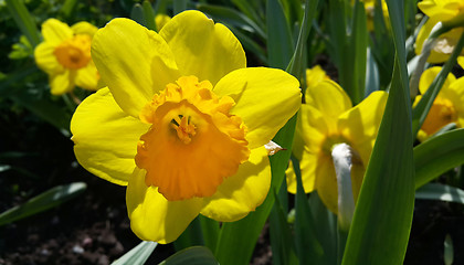 Image showing Beautiful yellow daffodils (narcissus)