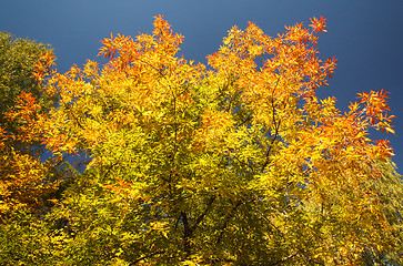 Image showing Fall colors