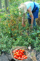 Image showing Community garden.