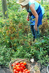 Image showing Community garden.