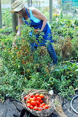 Image showing Community garden.