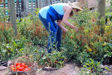 Image showing Community garden.